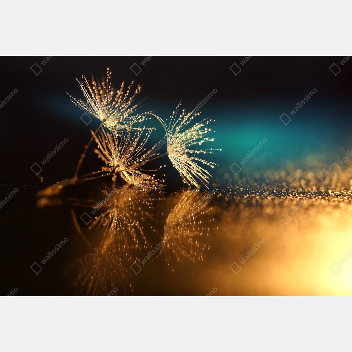 Leinwandbild goldene reflexion von löwenzahnsamen – Wallnifity®