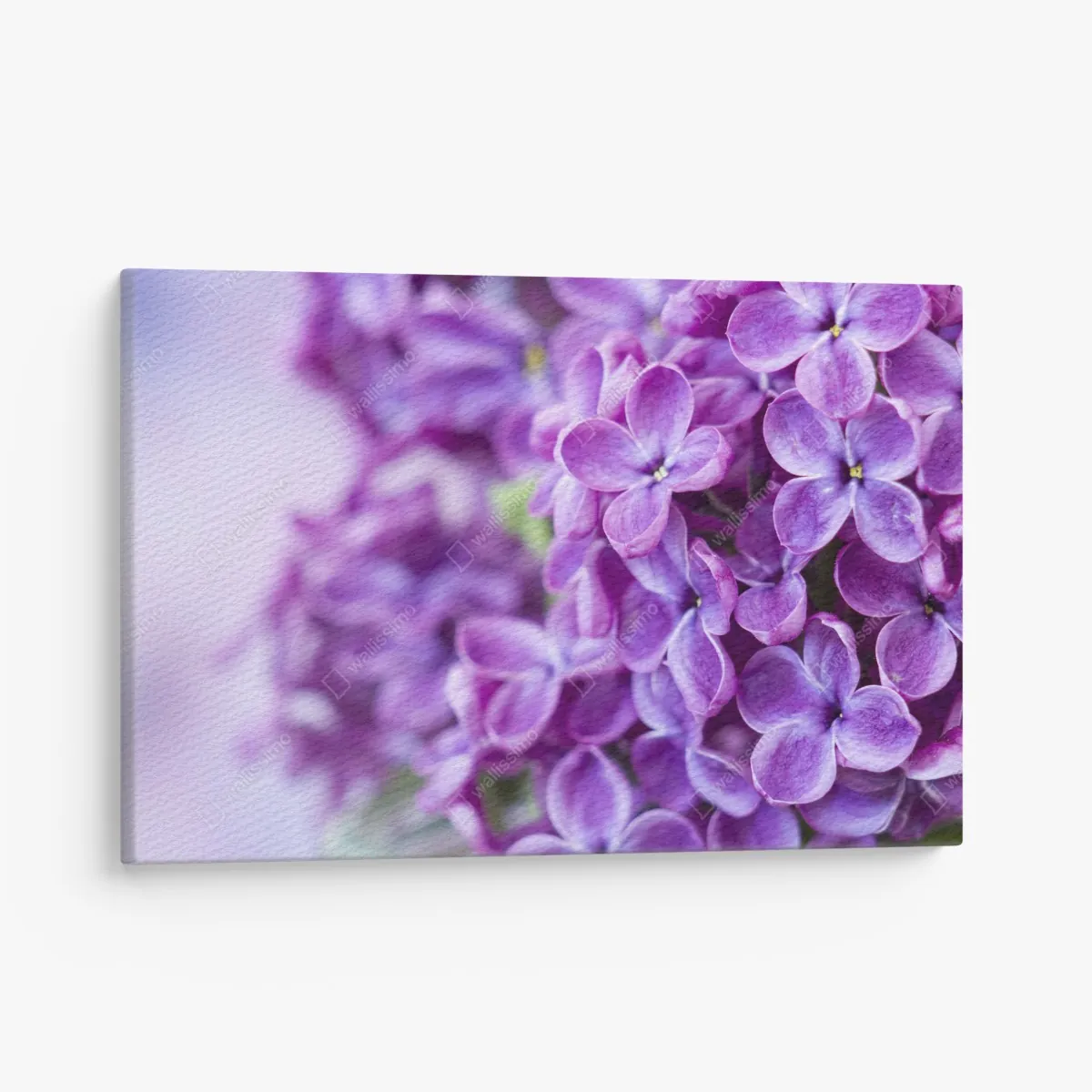 Leinwandbild lila fliederblüten nahaufnahme – Wallnifity® Leinwandbild lila fliederblüten nahaufnahme – Wallnifity®