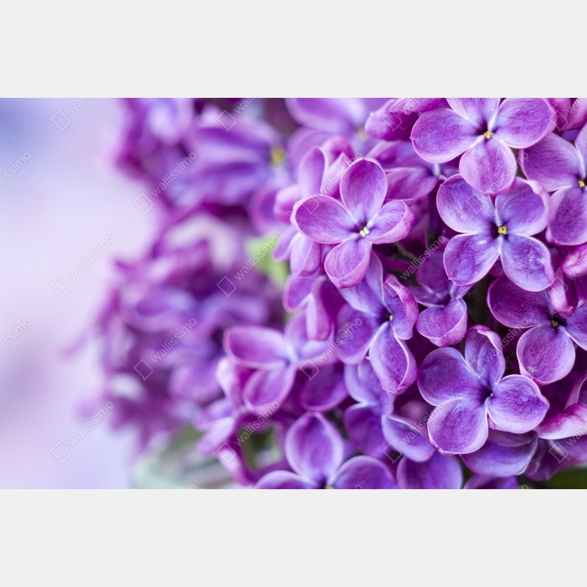 Leinwandbild lila fliederblüten nahaufnahme – Wallnifity® Leinwandbild lila fliederblüten nahaufnahme – Wallnifity®