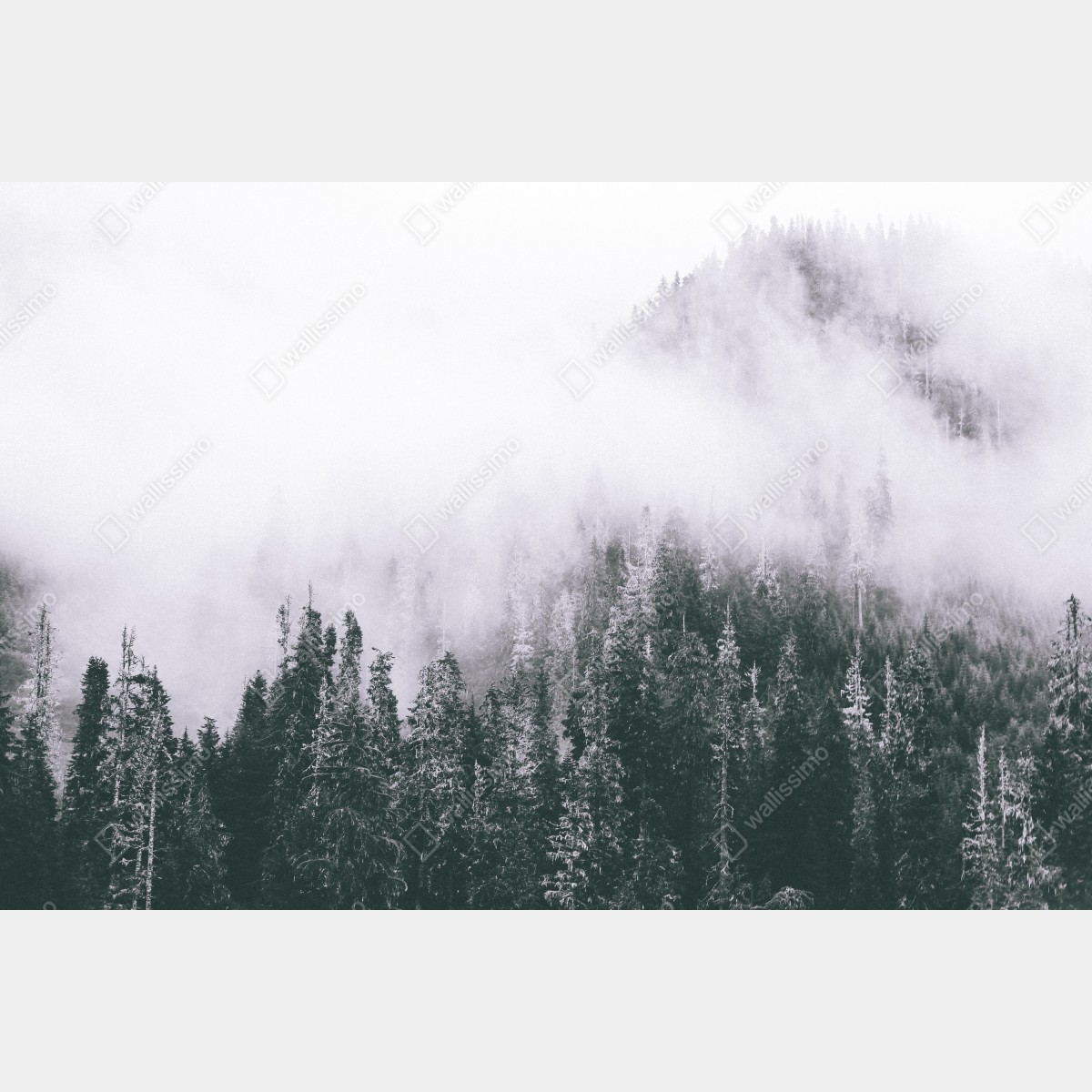 Leinwandbild nebliger immergrüner wald – Wallnifity® Leinwandbild nebliger immergrüner wald – Wallnifity®