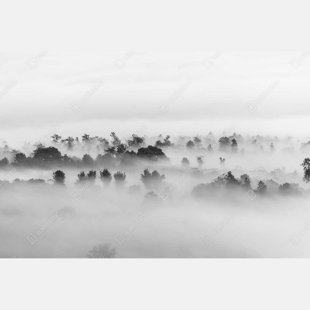 Leinwandbild nebliger wald in monochrom – Wallnifity® Leinwandbild nebliger wald in monochrom – Wallnifity®