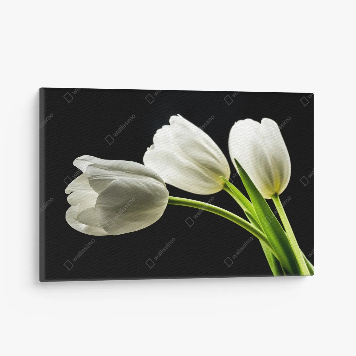 Leinwandbild elegante weiße tulpen vor schwarzem hintergrund – Wallnifity®