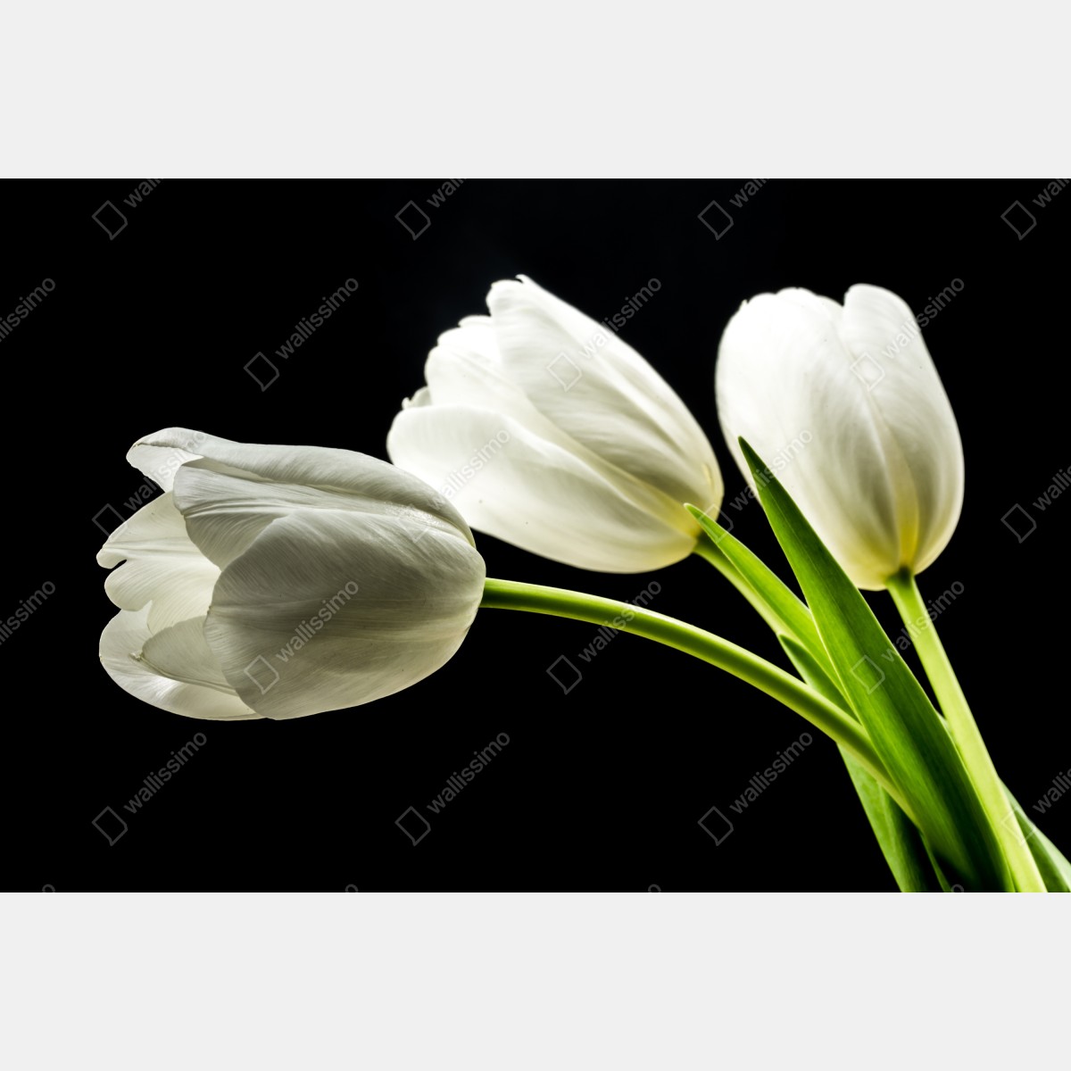 Leinwandbild elegante weiße tulpen vor schwarzem hintergrund – Wallnifity®