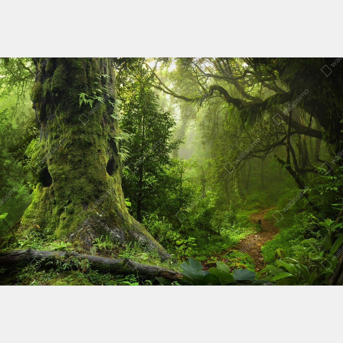 Leinwandbild moosiger alter waldpfad – Wallnifity®