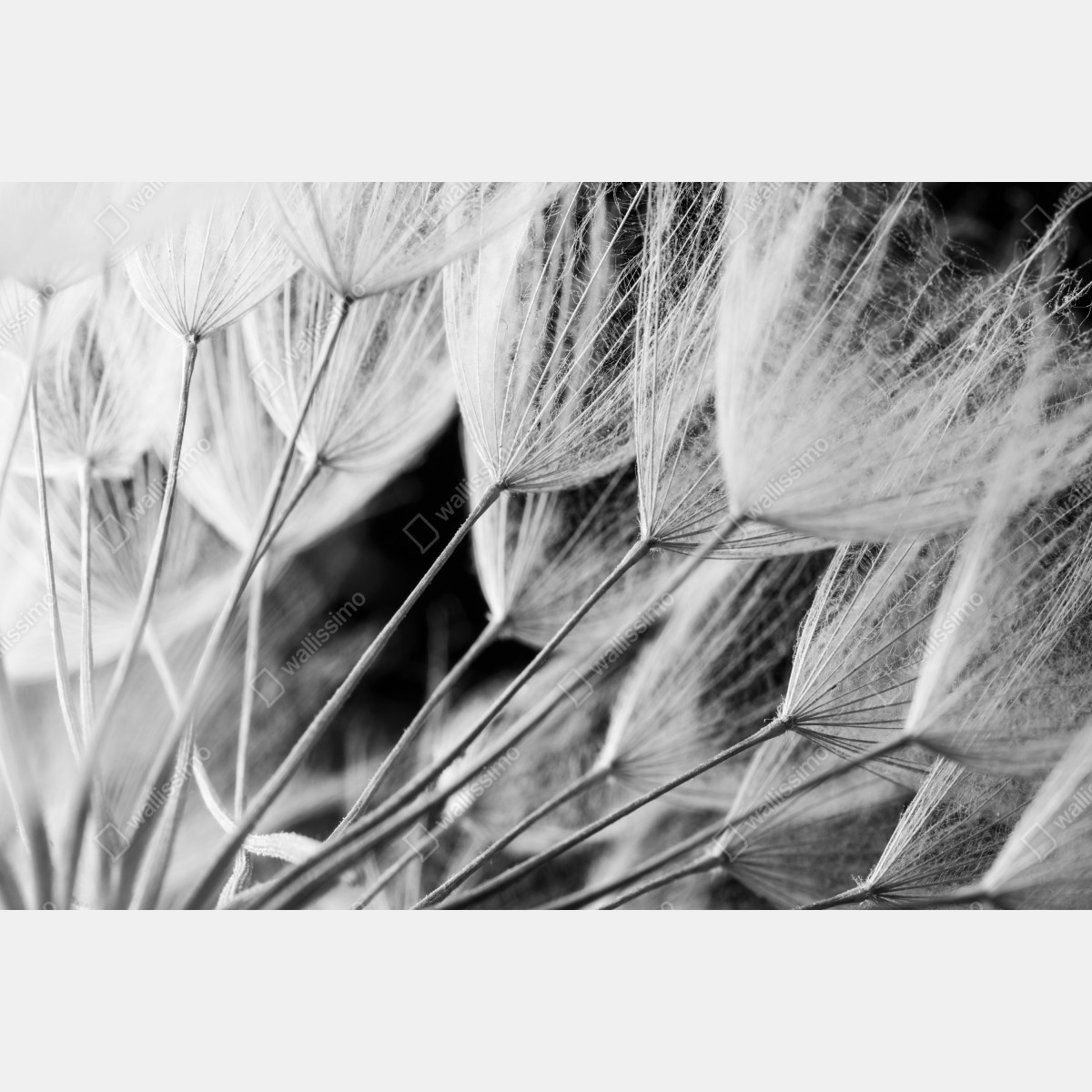 Leinwandbild zarte nahaufnahme von löwenzahnsamen in monochrom – Wallnifity®