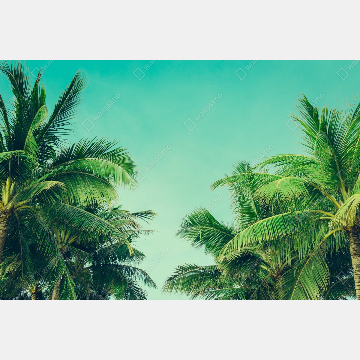 Leinwandbild tropisches palmendach unter türkisfarbenem himmel – Wallnifity® Leinwandbild tropisches palmendach unter türkisfarbenem himmel – Wallnifity®