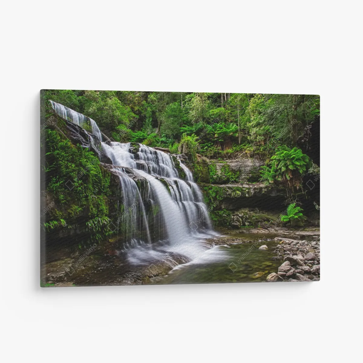 Leinwandbild wasserfall Liffey Falls im üppigen Regenwald von Tasmanien – Wallnifity®