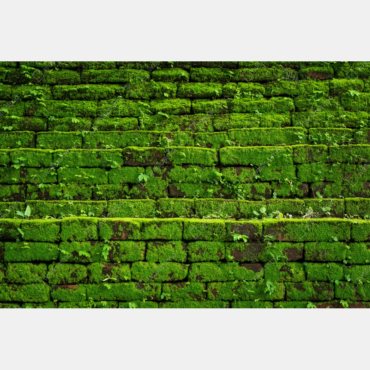 Leinwandbild üppige moosbedeckte ziegelwand – Wallnifity® Leinwandbild üppige moosbedeckte ziegelwand – Wallnifity®