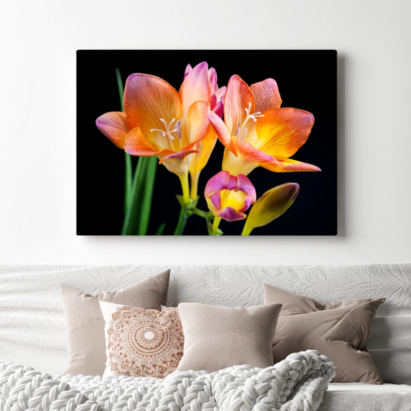 Leinwandbild leuchtende orange freesien vor schwarzem hintergrund – Wallnifity® Leinwandbild leuchtende orange freesien vor schwarzem hintergrund – Wallnifity®