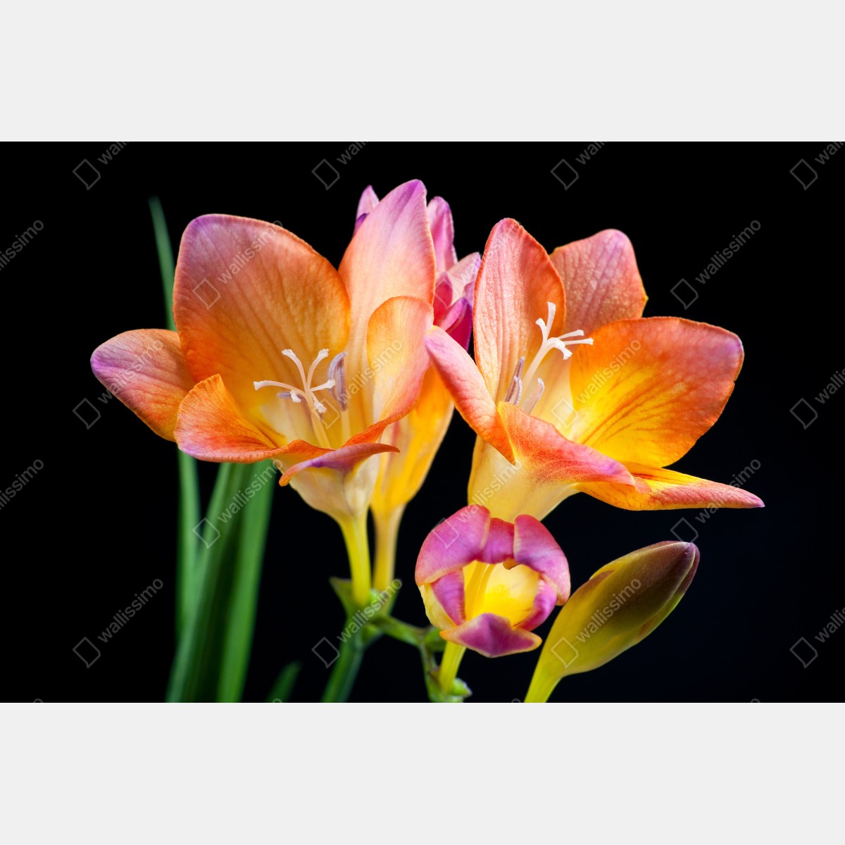 Leinwandbild leuchtende orange freesien vor schwarzem hintergrund – Wallnifity® Leinwandbild leuchtende orange freesien vor schwarzem hintergrund – Wallnifity®