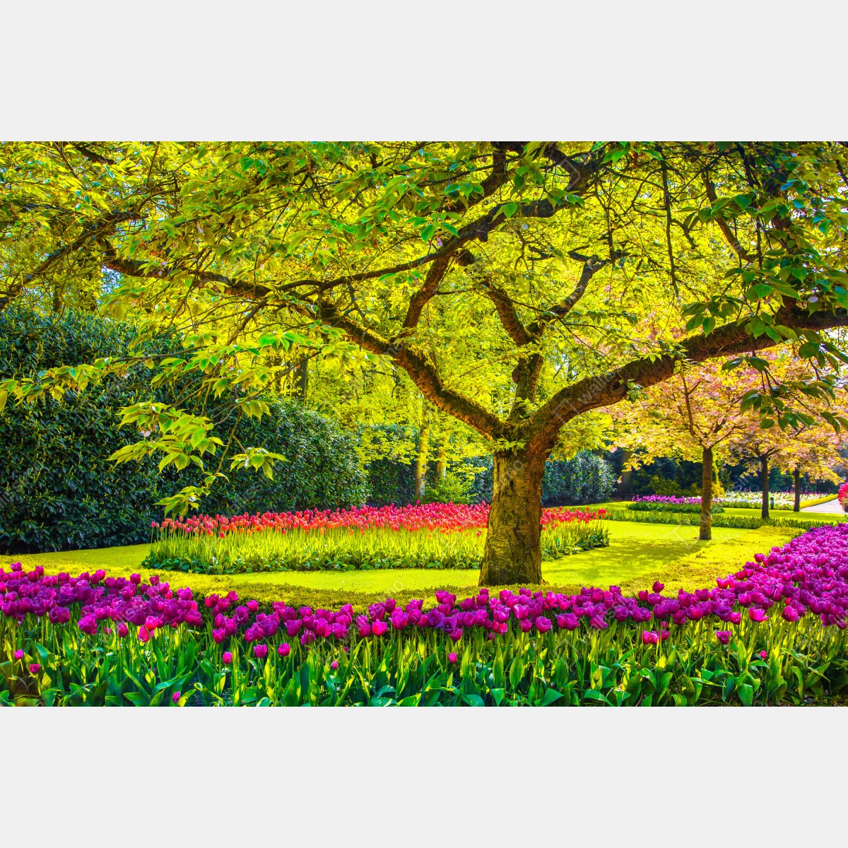 Leinwandbild bunter tulpengarten in Keukenhof – Wallnifity® Leinwandbild bunter tulpengarten in Keukenhof – Wallnifity®