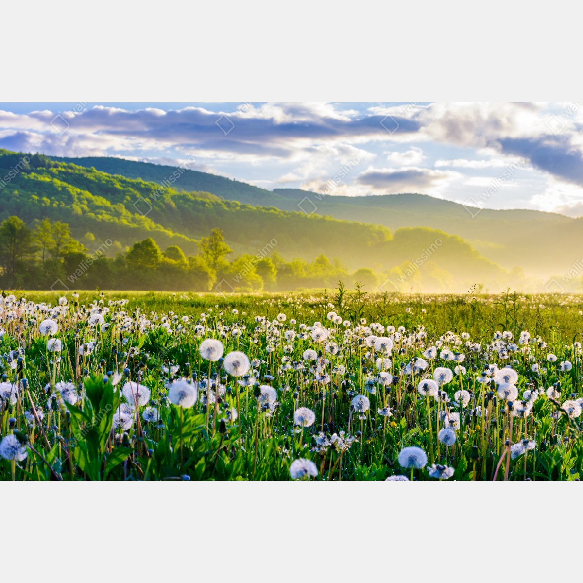 Leinwandbild neblige löwenzahnwiese im sonnenaufgang – Wallnifity® Leinwandbild neblige löwenzahnwiese im sonnenaufgang – Wallnifity®