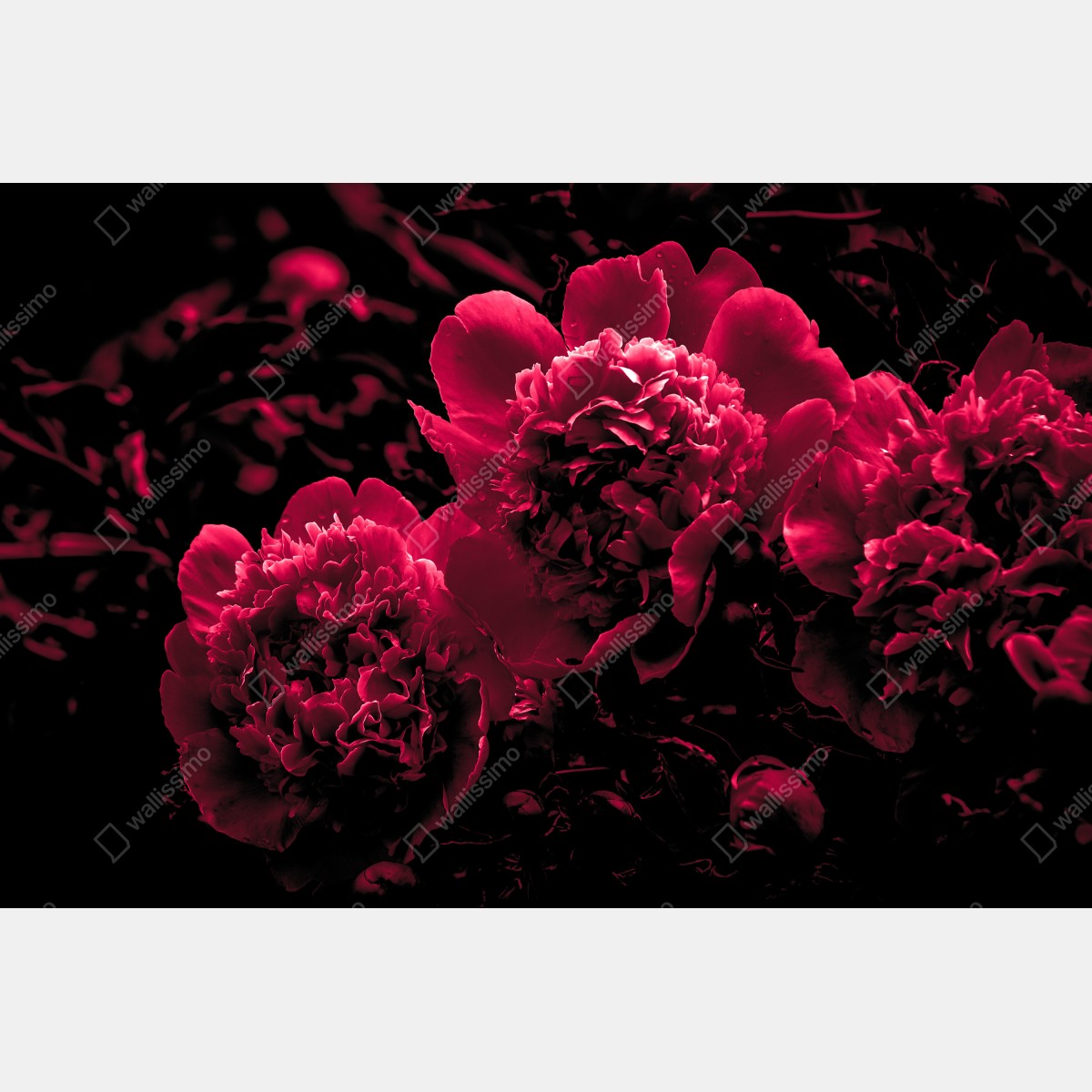 Leinwandbild stimmungsvolle rosa pfingstrosen – Wallnifity®