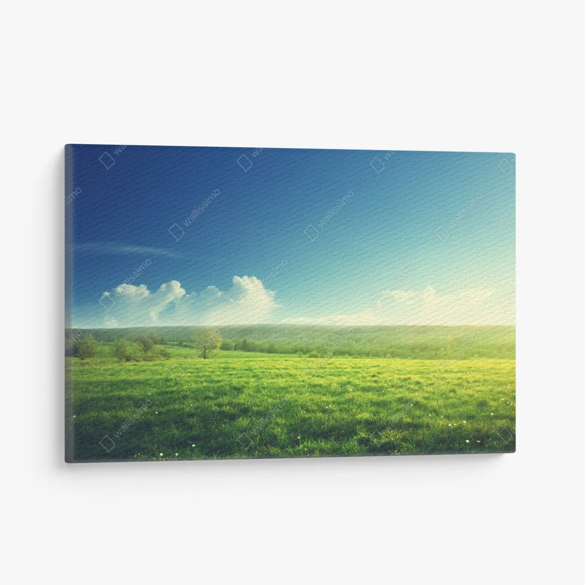 Leinwandbild sonnige frühlingswiese im abendlicht – Wallnifity® Leinwandbild sonnige frühlingswiese im abendlicht – Wallnifity®