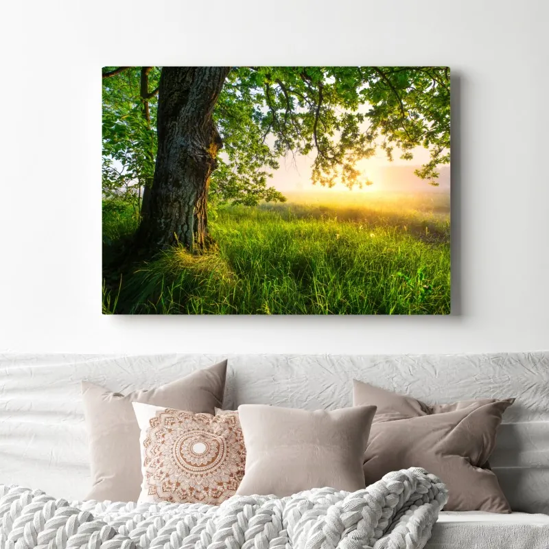 Leinwandbild morgendliche eiche auf sonnenbeschienener wiese – Wallnifity® Leinwandbild morgendliche eiche auf sonnenbeschienener wiese – Wallnifity®