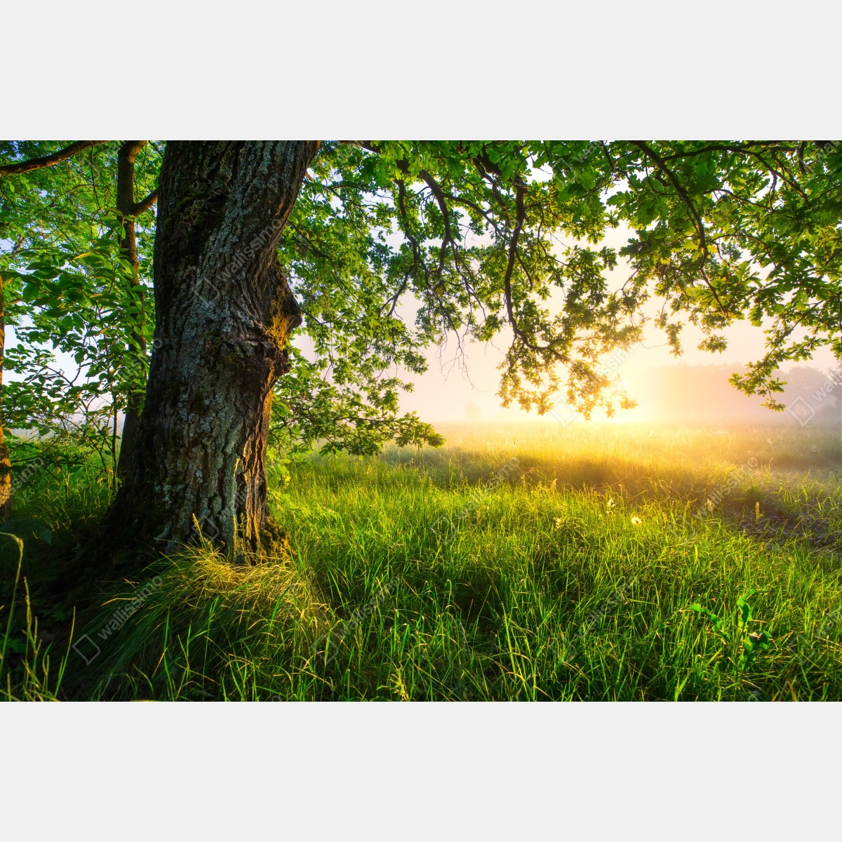 Leinwandbild morgendliche eiche auf sonnenbeschienener wiese – Wallnifity® Leinwandbild morgendliche eiche auf sonnenbeschienener wiese – Wallnifity®