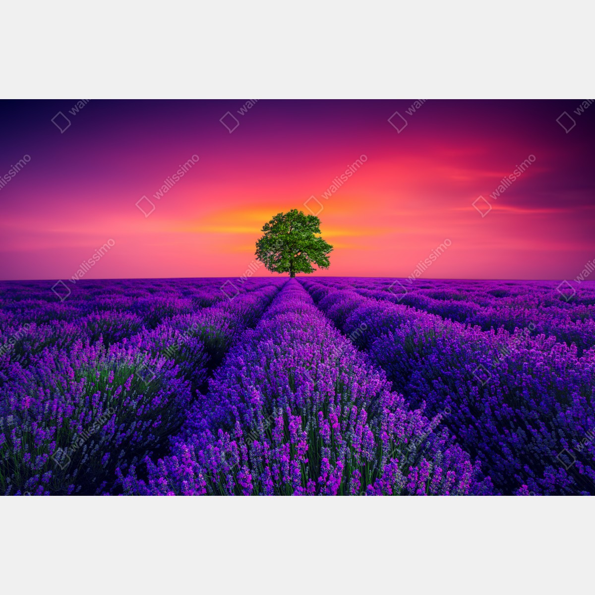 Leinwandbild lavendelfeld bei sonnenuntergang mit einsamem baum – Wallnifity®
