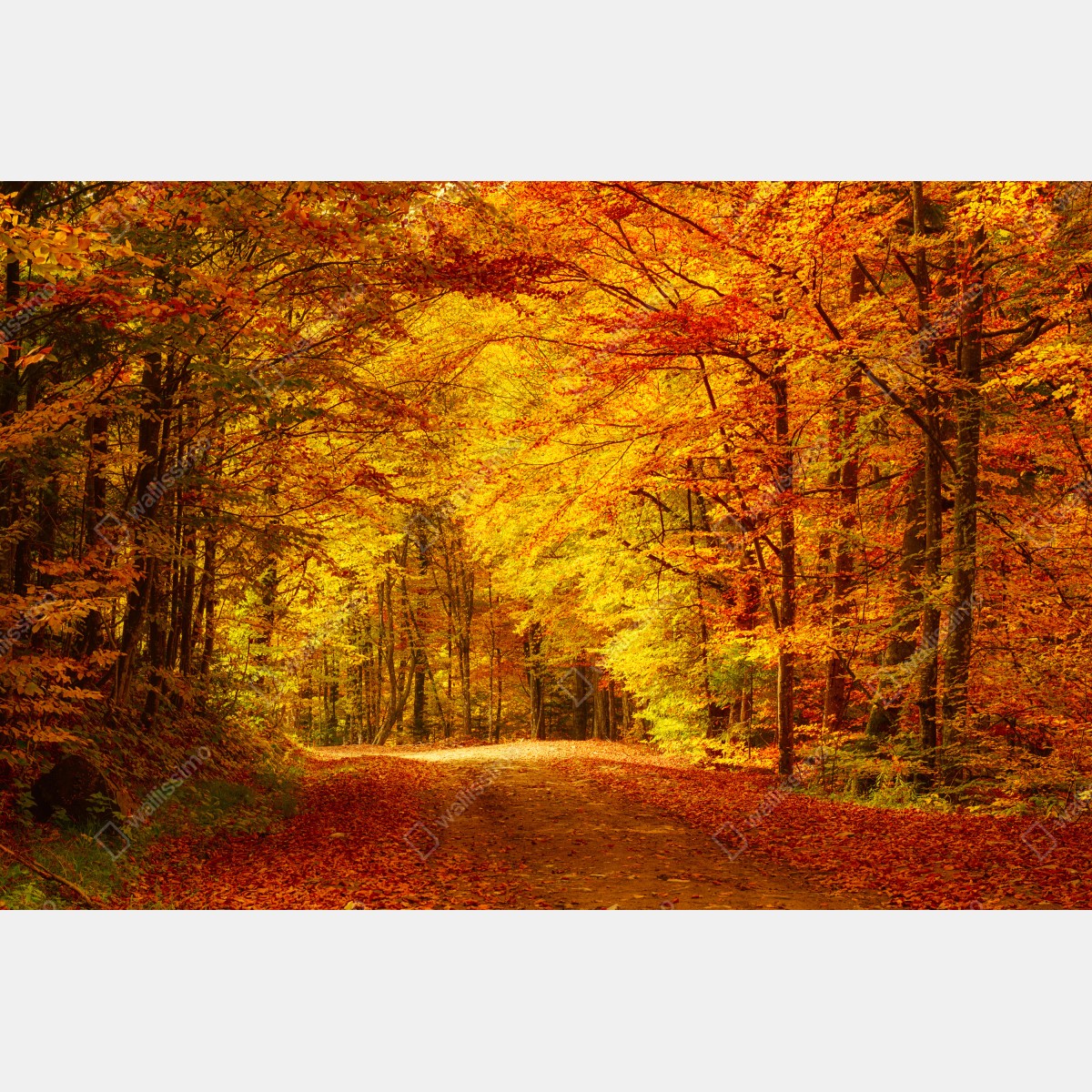 Leinwandbild goldener herbstwaldweg – Wallnifity® Leinwandbild goldener herbstwaldweg – Wallnifity®