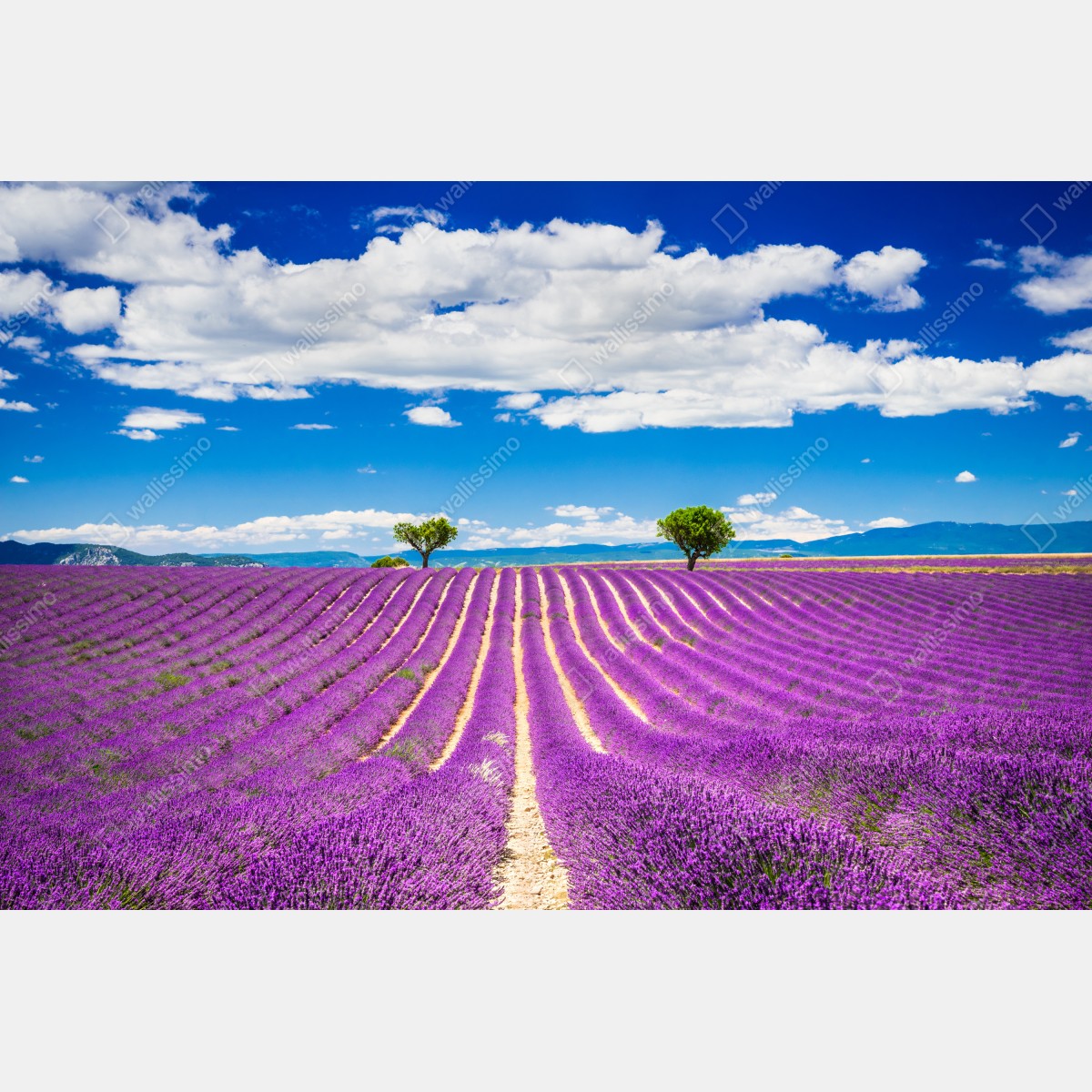 Leinwandbild lavendelfelder in Provence – Wallnifity® Leinwandbild lavendelfelder in Provence – Wallnifity®