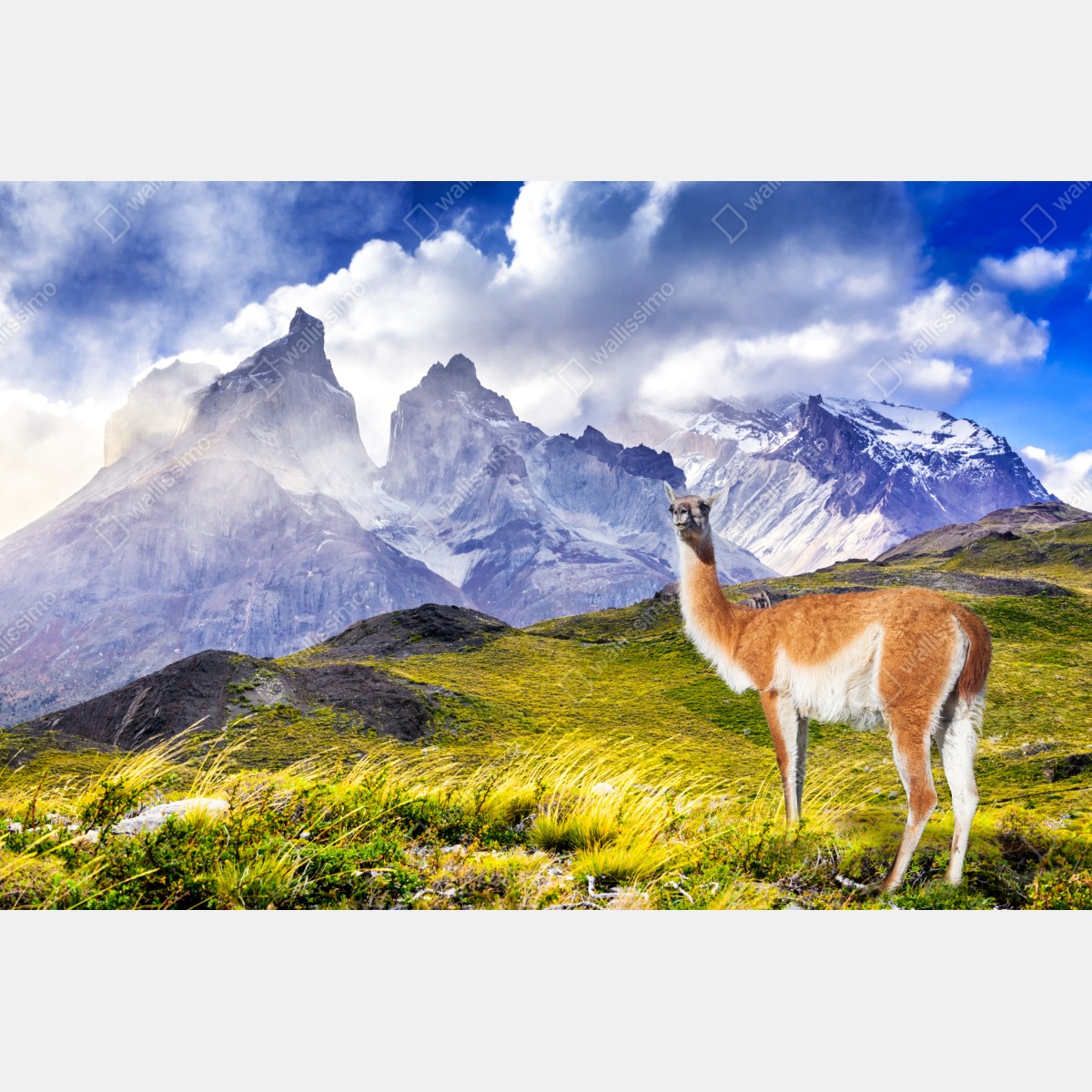 Leinwandbild Torres del Paine Patagonia landschaft mit guanako – Wallnifity® Leinwandbild Torres del Paine Patagonia landschaft mit guanako – Wallnifity®