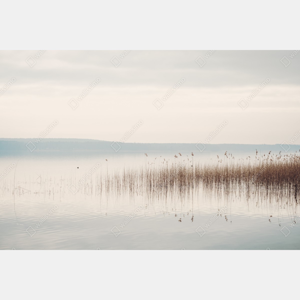 Leinwandbild ruhige schilfzone am see – Wallnifity® Leinwandbild ruhige schilfzone am see – Wallnifity®