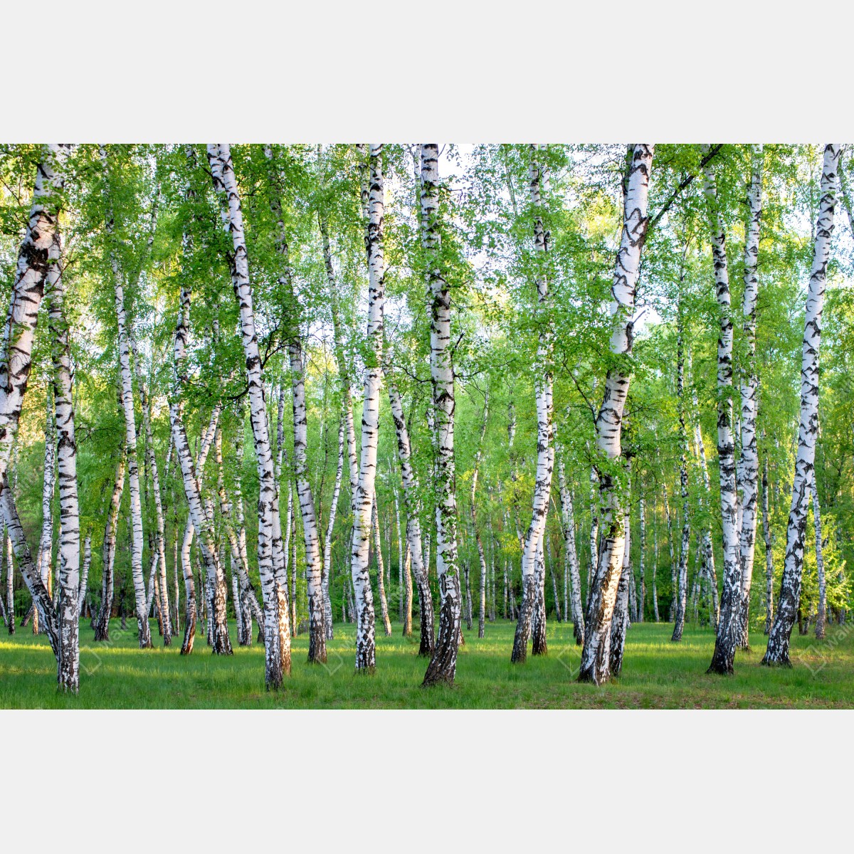 Leinwandbild ruhiger birkenhain im sommer – Wallnifity® Leinwandbild ruhiger birkenhain im sommer – Wallnifity®