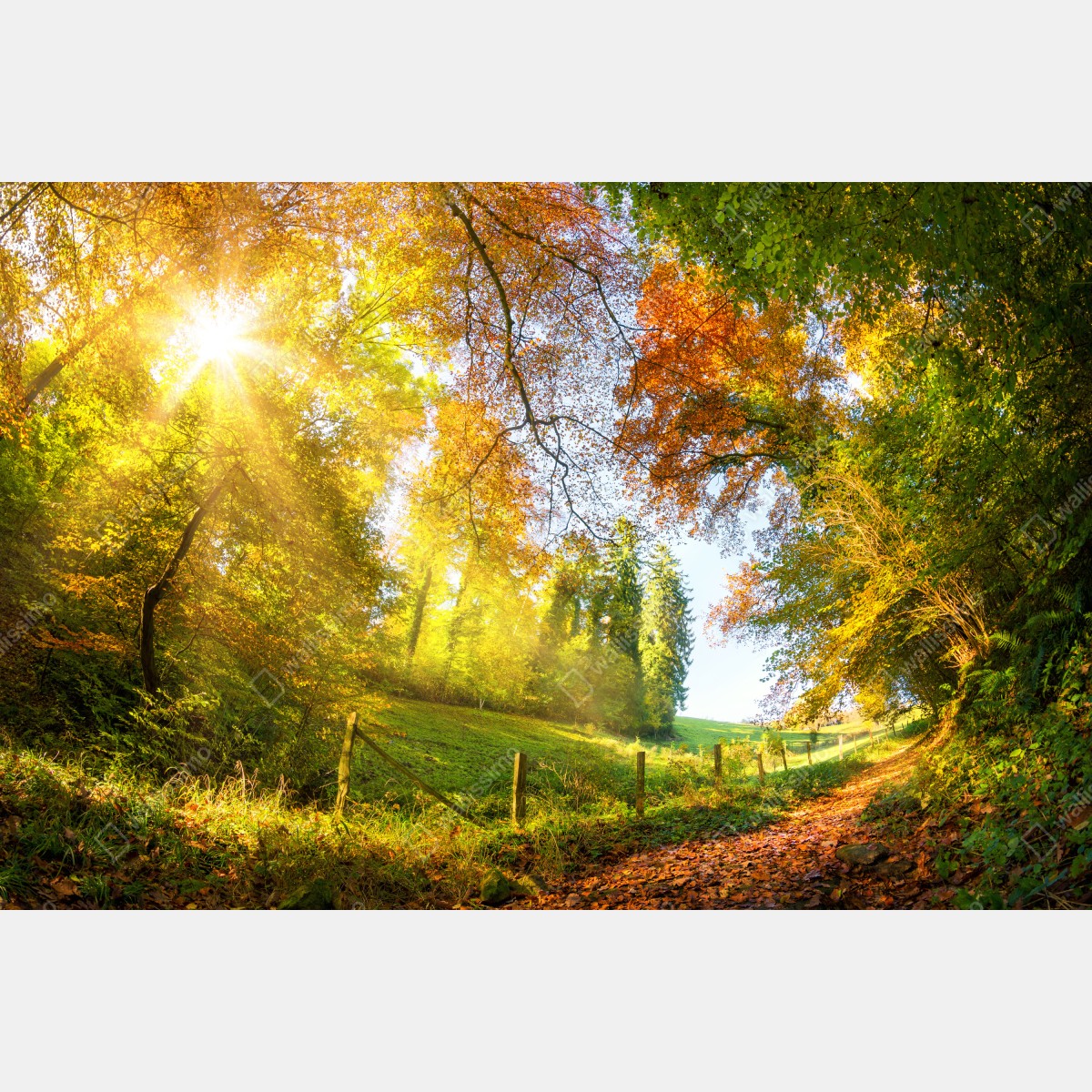 Leinwandbild goldener herbstwaldweg – Wallnifity® Leinwandbild goldener herbstwaldweg – Wallnifity®