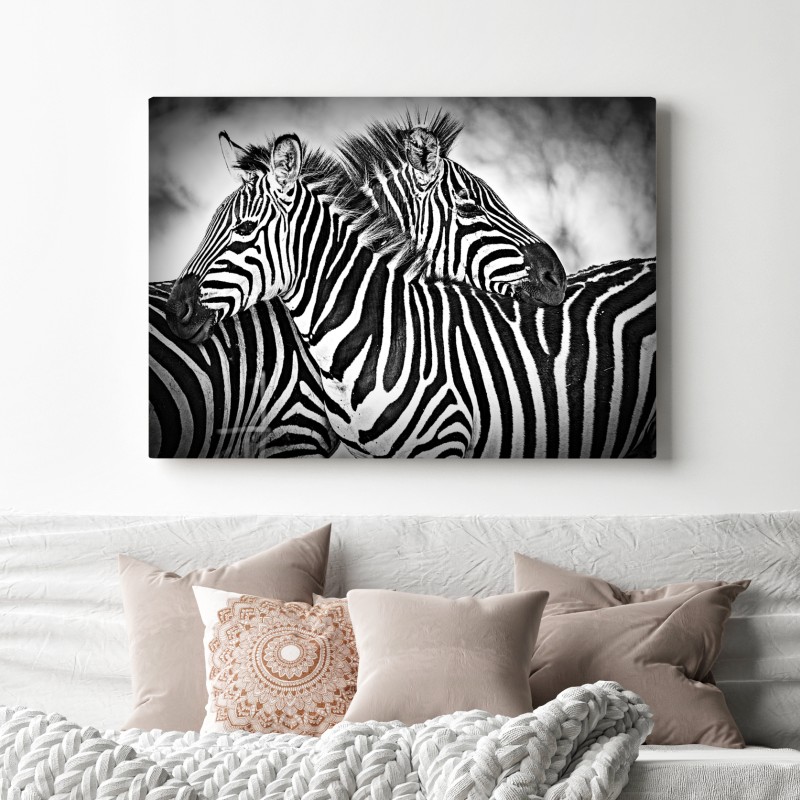Leinwandbild intimes zebra-porträt in schwarzweiß – Wallnifity® Leinwandbild intimes zebra-porträt in schwarzweiß – Wallnifity®