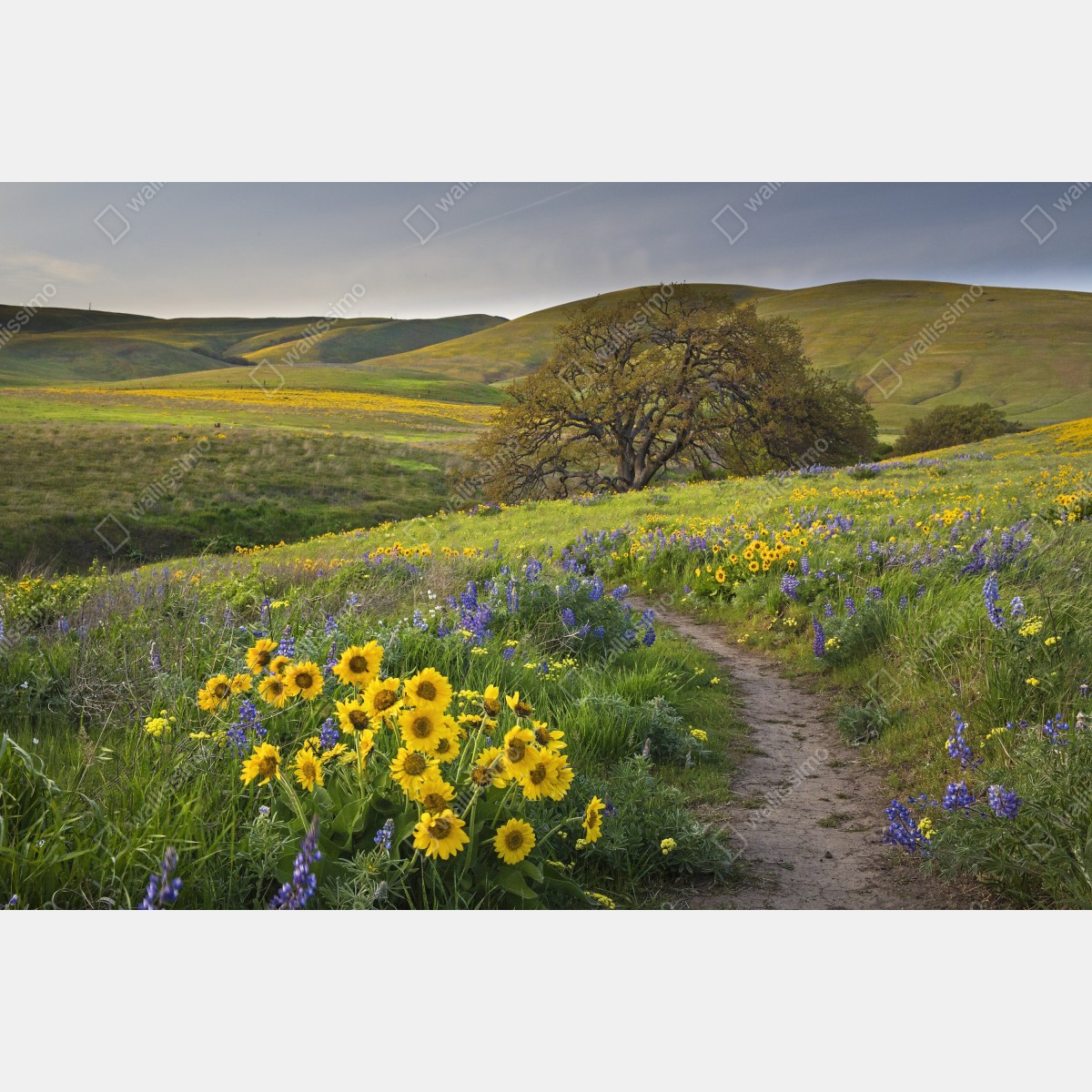 Leinwandbild pfad durch blumenwiese mit eichenbaum – Wallnifity® Leinwandbild pfad durch blumenwiese mit eichenbaum – Wallnifity®