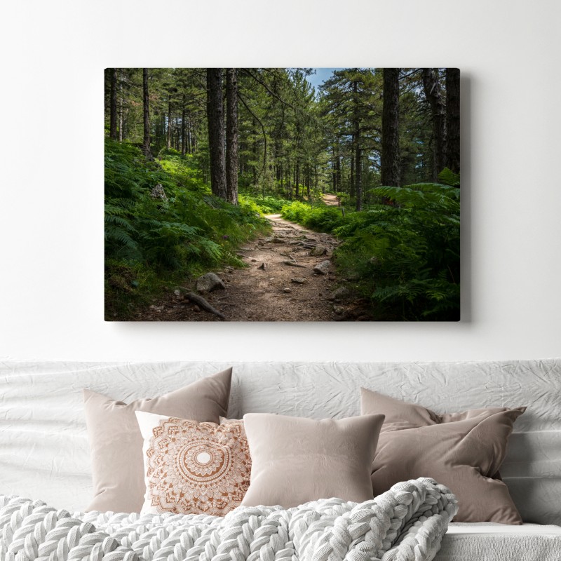 Leinwandbild ruhiger waldpfad durch üppiges grün – Wallnifity® Leinwandbild ruhiger waldpfad durch üppiges grün – Wallnifity®