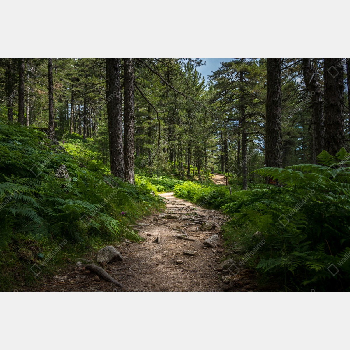 Leinwandbild ruhiger waldpfad durch üppiges grün – Wallnifity® Leinwandbild ruhiger waldpfad durch üppiges grün – Wallnifity®