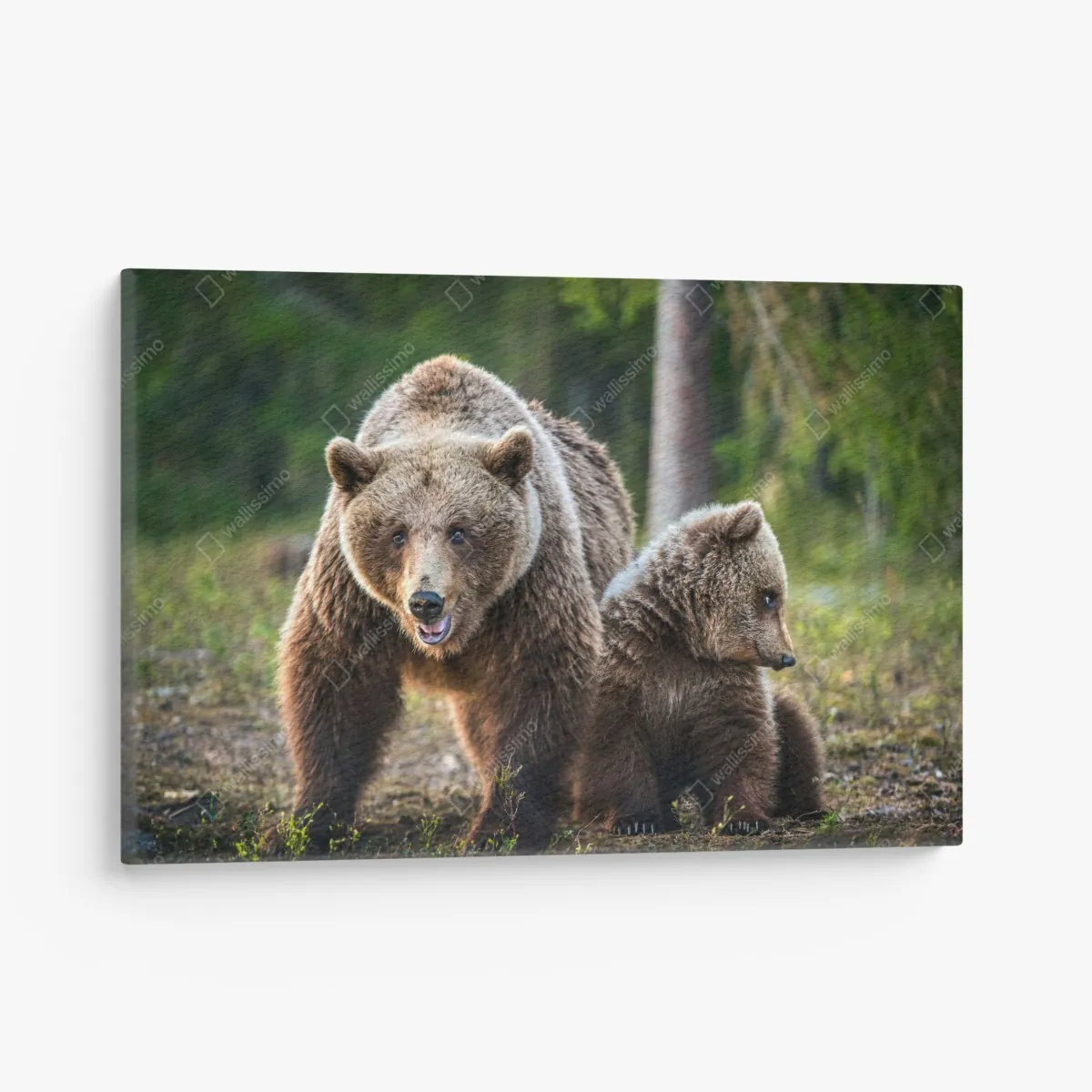 Leinwandbild braunbär mit jungem im wald – Wallnifity® Leinwandbild braunbär mit jungem im wald – Wallnifity®