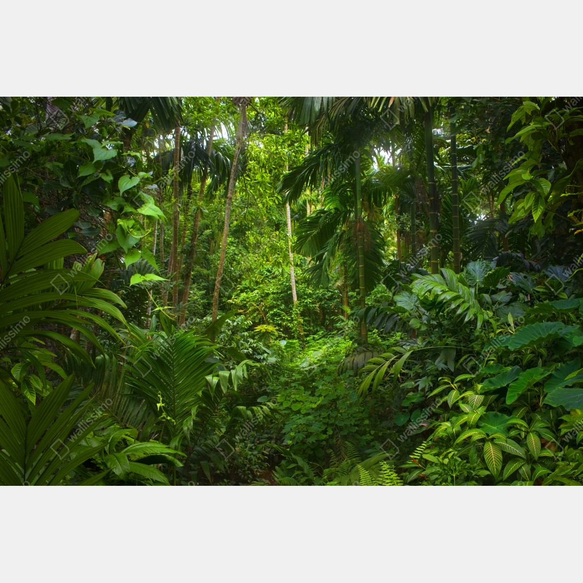 Leinwandbild üppiger tropischer dschungel – Wallnifity® Leinwandbild üppiger tropischer dschungel – Wallnifity®