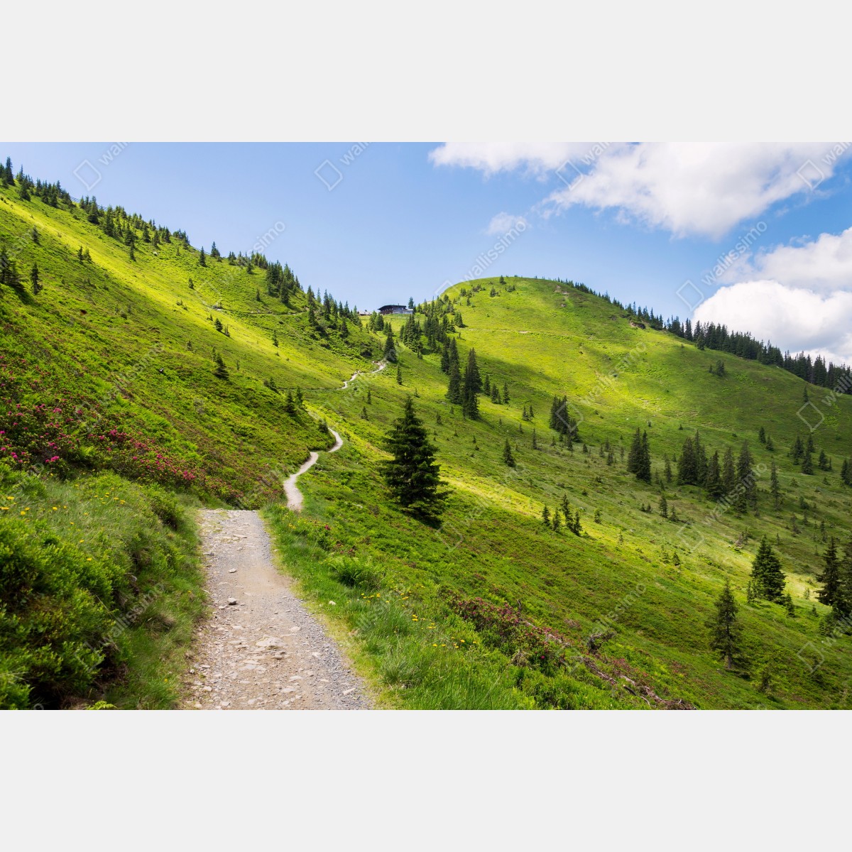 Leinwandbild sonniger bergpfad durch grüne wiese – Wallnifity® Leinwandbild sonniger bergpfad durch grüne wiese – Wallnifity®