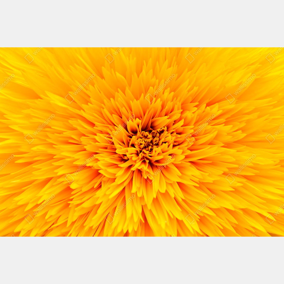 Leinwandbild strahlende sonnenblume nahaufnahme – Wallnifity® Leinwandbild strahlende sonnenblume nahaufnahme – Wallnifity®