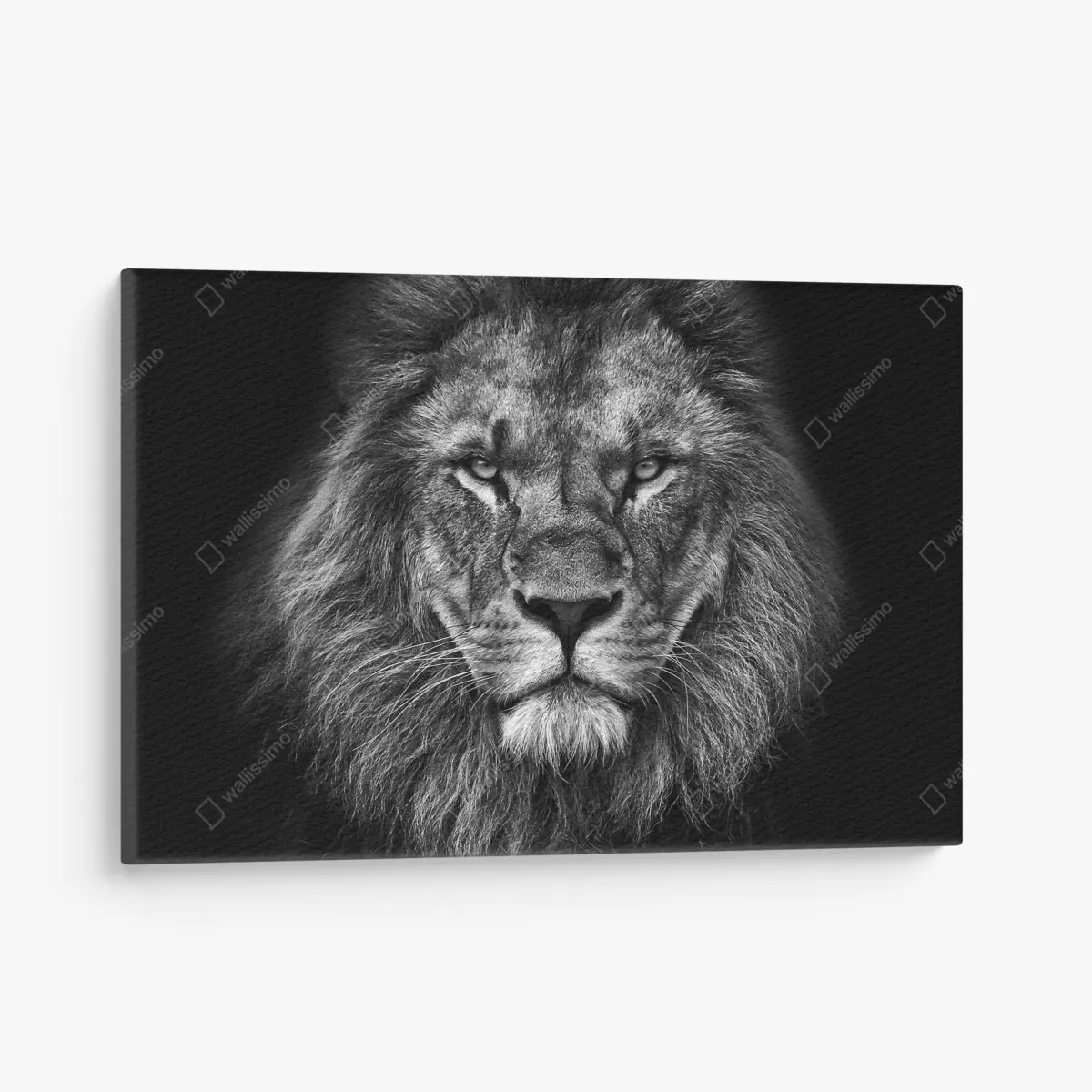 Leinwandbild majestätisches löwenportrait in monochrom – Wallnifity®