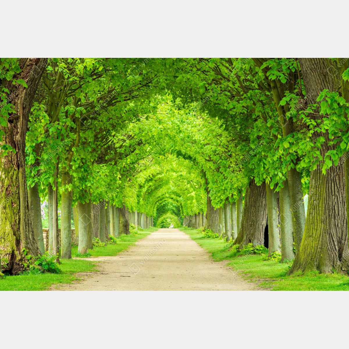 Leinwandbild grüner baumtunnel – Wallnifity® Leinwandbild grüner baumtunnel – Wallnifity®