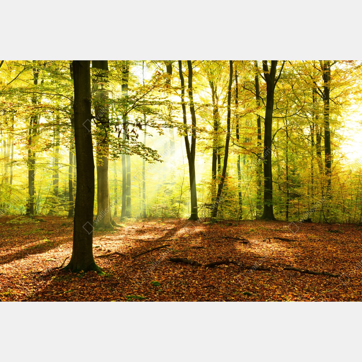 Leinwandbild goldener herbstwald am morgen – Wallnifity® Leinwandbild goldener herbstwald am morgen – Wallnifity®