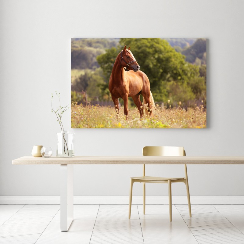 Leinwandbild majestätisches kastanienbraunes pferd auf sommerlicher wiese – Wallnifity® Leinwandbild majestätisches kastanienbraunes pferd auf sommerlicher wiese – Wallnifity®