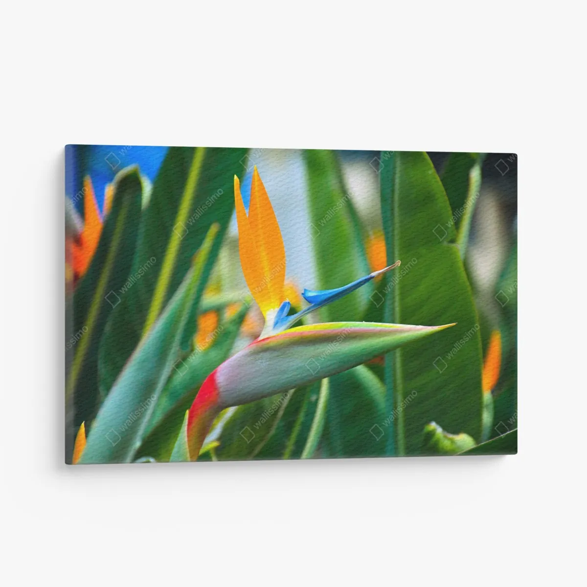 Leinwandbild leuchtende paradiesvogelblume – Wallnifity® Leinwandbild leuchtende paradiesvogelblume – Wallnifity®