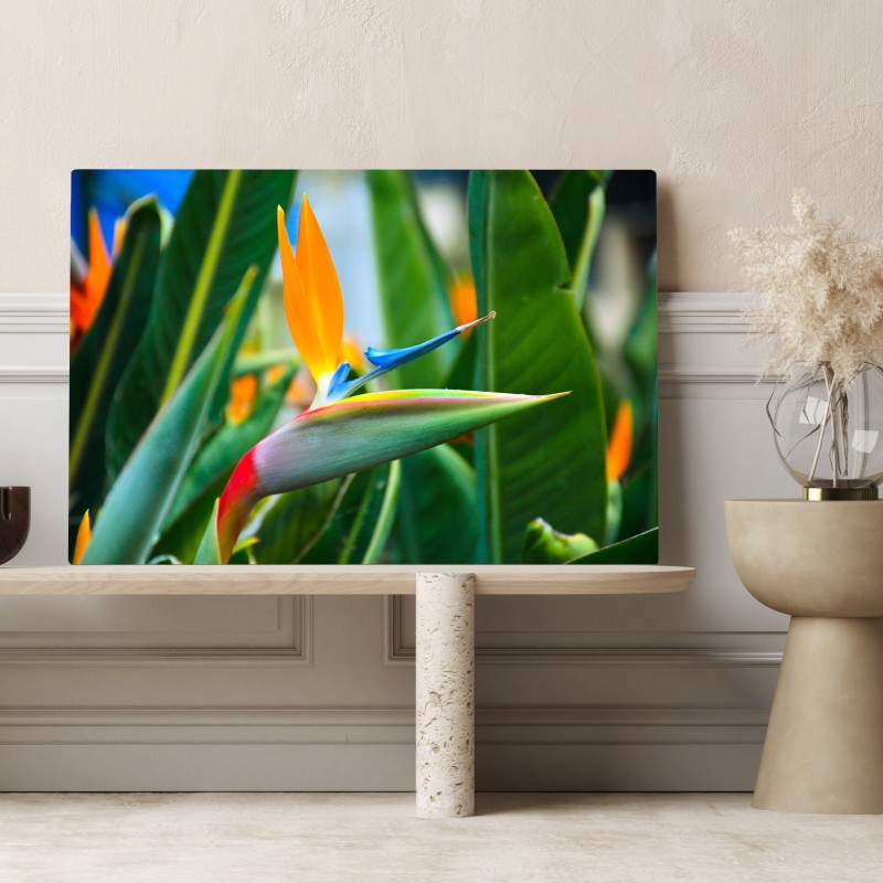 Leinwandbild leuchtende paradiesvogelblume – Wallnifity® Leinwandbild leuchtende paradiesvogelblume – Wallnifity®