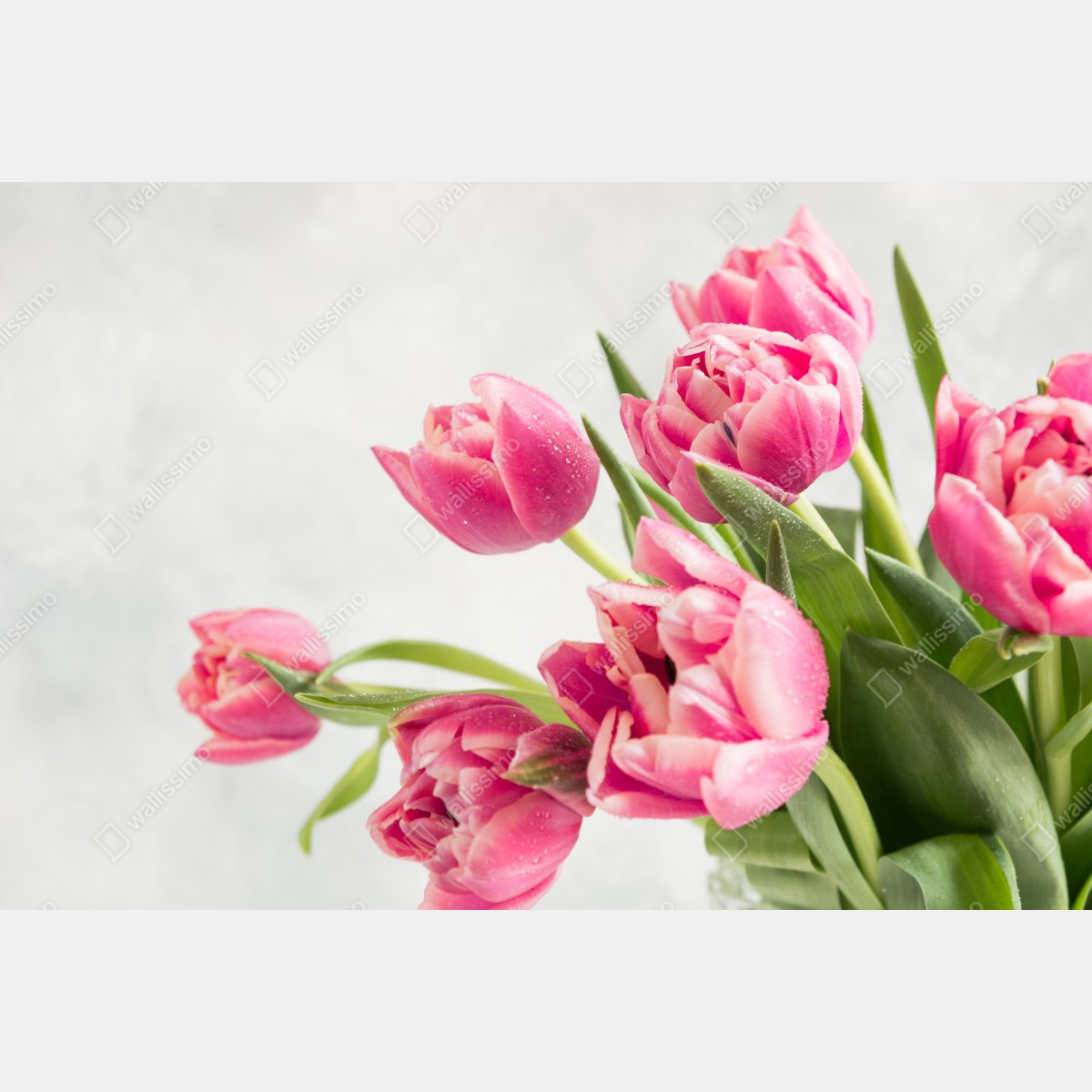 Leinwandbild eleganter strauß rosa tulpen – Wallnifity® Leinwandbild eleganter strauß rosa tulpen – Wallnifity®