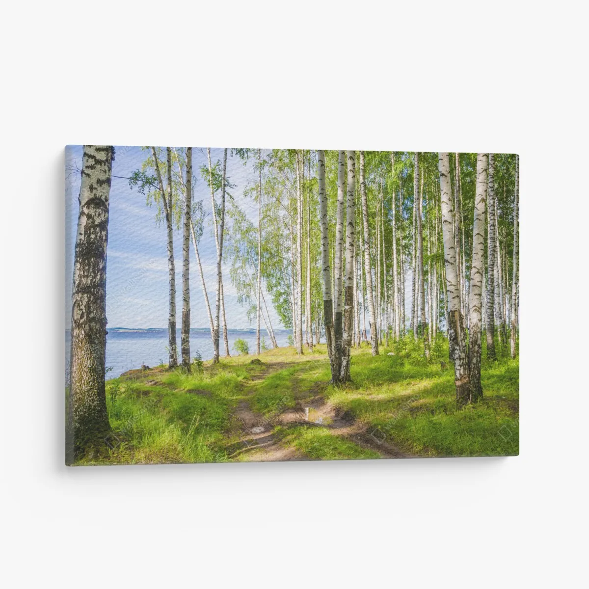 Leinwandbild sonnige birkenlichtung am wasser – Wallnifity® Leinwandbild sonnige birkenlichtung am wasser – Wallnifity®