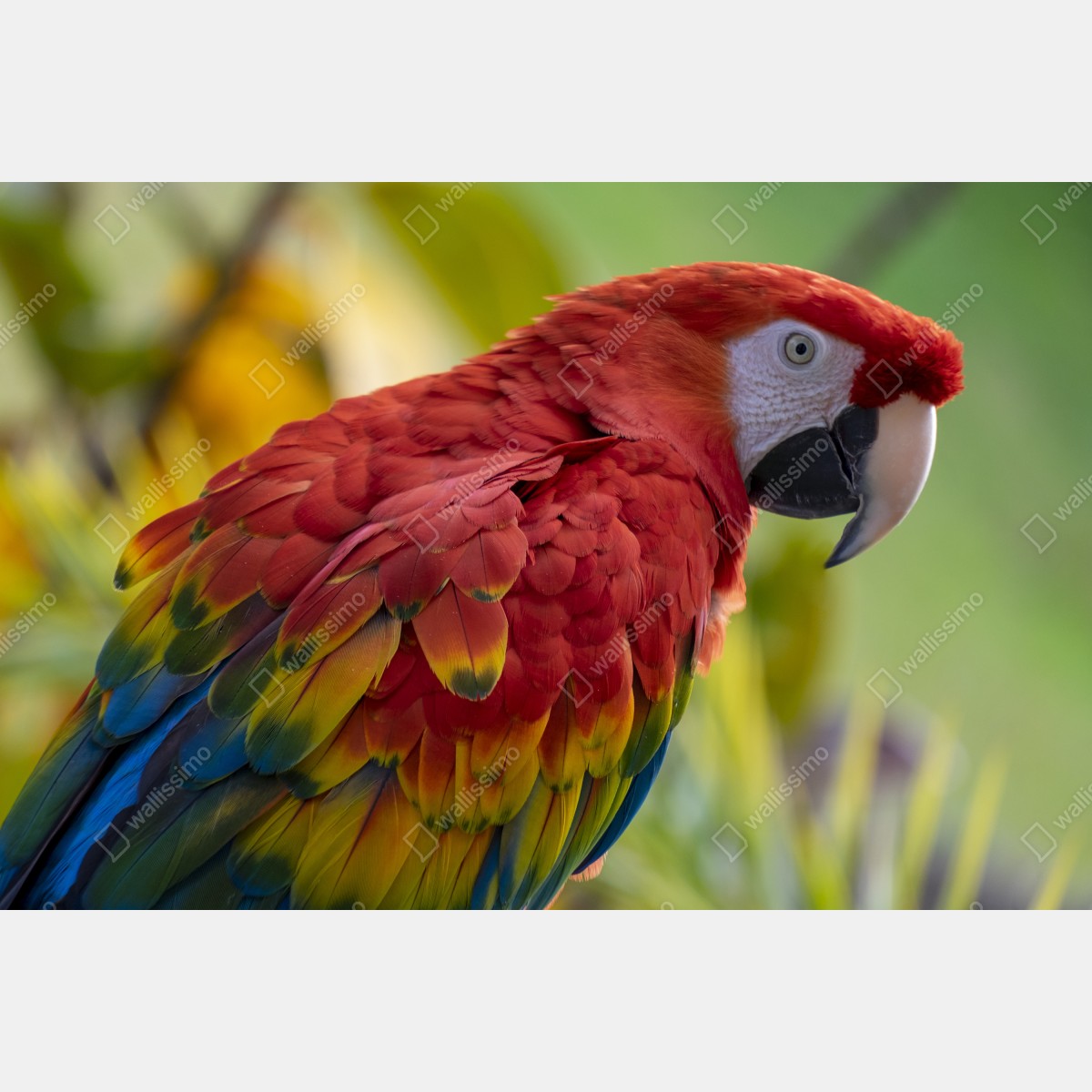 Leinwandbild intensives porträt einer scharlachara – Wallnifity® Leinwandbild intensives porträt einer scharlachara – Wallnifity®