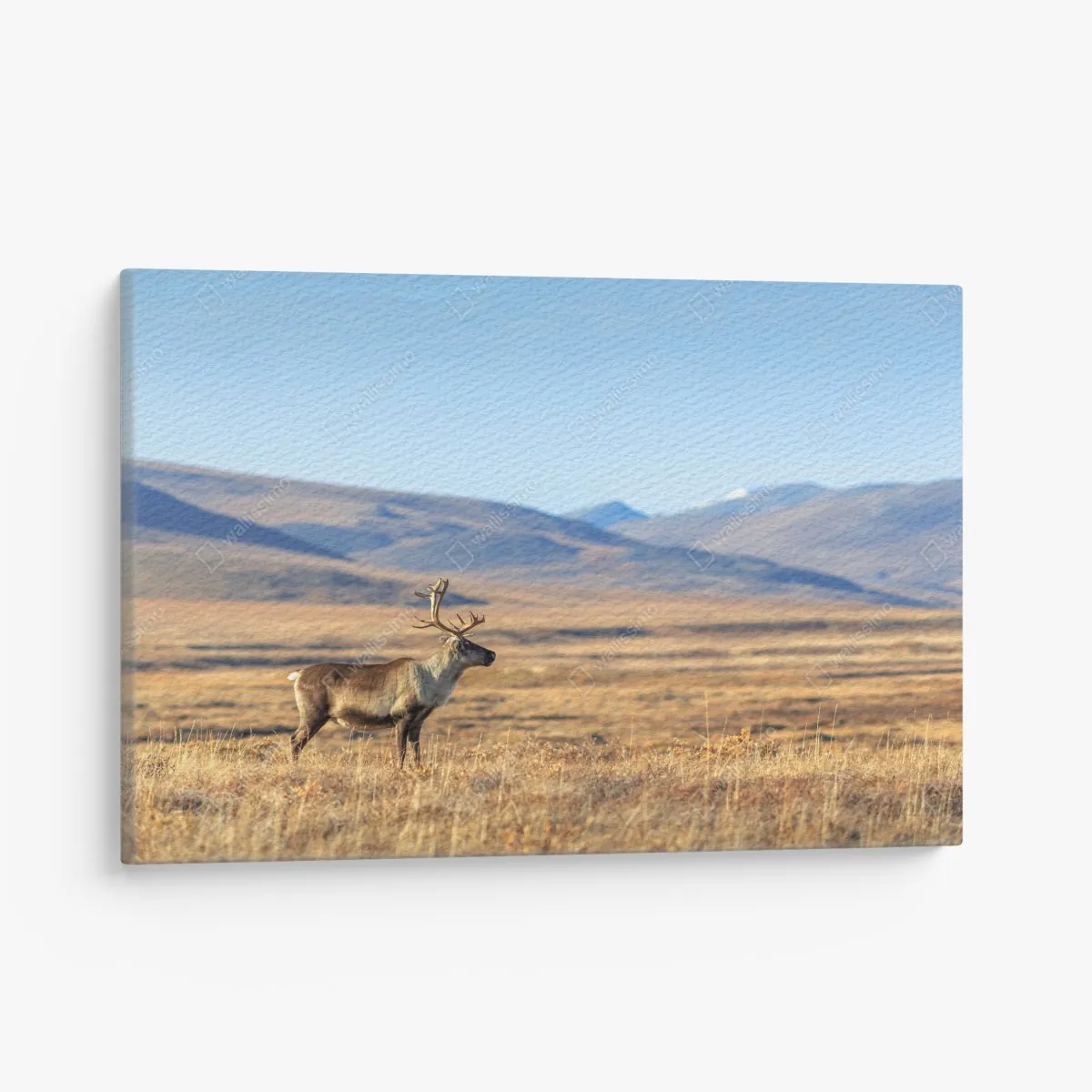 Leinwandbild einsames rentier in der Tundra von Tschukotka – Wallnifity® Leinwandbild einsames rentier in der Tundra von Tschukotka – Wallnifity®