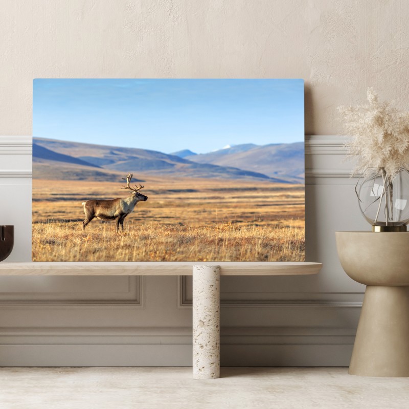 Leinwandbild einsames rentier in der Tundra von Tschukotka – Wallnifity® Leinwandbild einsames rentier in der Tundra von Tschukotka – Wallnifity®