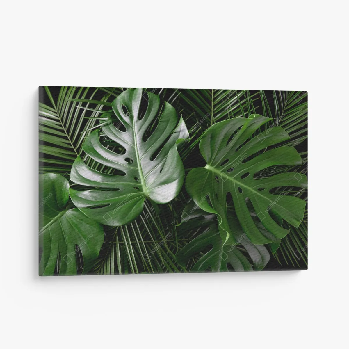 Leinwandbild üppige monstera-blätter – Wallnifity®