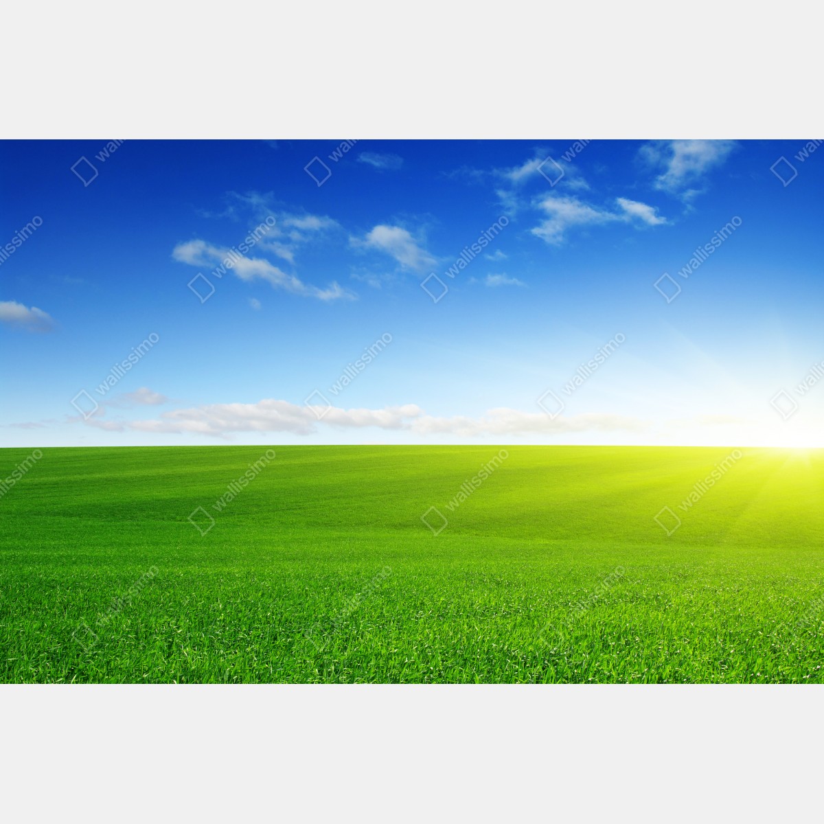 Leinwandbild sonnenbeschienene grüne wiese im morgenlicht – Wallnifity® Leinwandbild sonnenbeschienene grüne wiese im morgenlicht – Wallnifity®