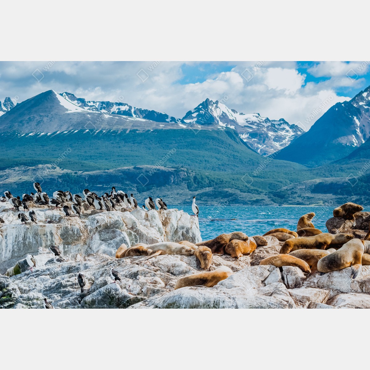 Leinwandbild seelöwen und seevögel an der felsküste – Wallnifity® Leinwandbild seelöwen und seevögel an der felsküste – Wallnifity®