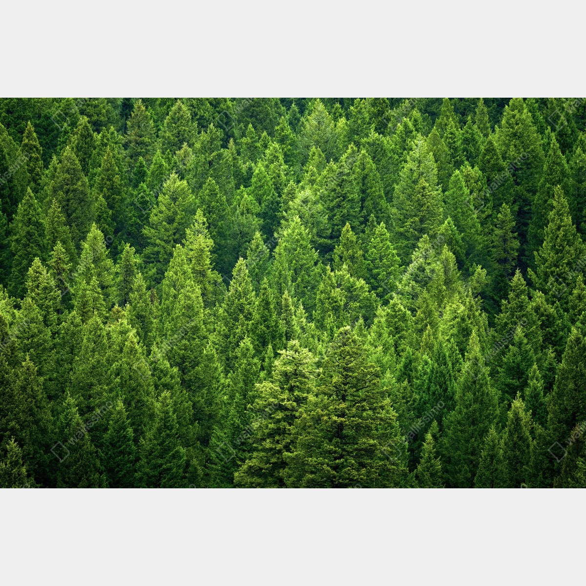 Leinwandbild üppige kronen eines kieferwaldes – Wallnifity® Leinwandbild üppige kronen eines kieferwaldes – Wallnifity®